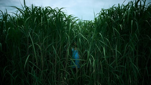 Bụi Cỏ Ven Đường (Đồng Cỏ Ăn Thịt Người) In the Tall Grass