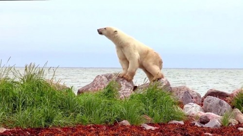 Gấu Bắc Cực Polar Bears: A Summer Odyssey