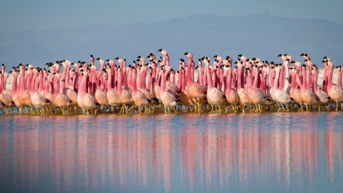 Hành Tinh Trái Đất 2 Planet Earth II