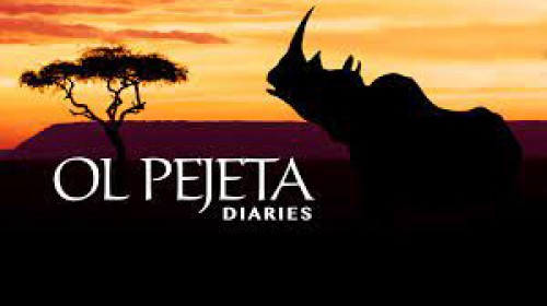 Khu Bảo Tồn Ol Pejeta Châu Phi (Phần 1) Ol Pejeta Diaries