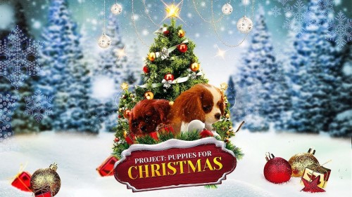 Quà Giáng Sinh Bất Ngờ Project: Puppies for Christmas