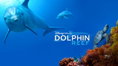 Rạn San Hô Cá Heo - Dolphin Reef